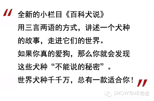 罗德西亚脊背犬（百科犬说之罗德西亚背脊犬）