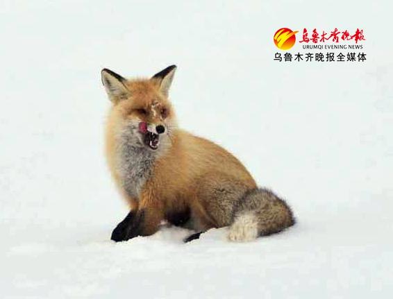 小狐狸雪地觅食物 遇到摄影爱好者 于是有了这组呆萌画面