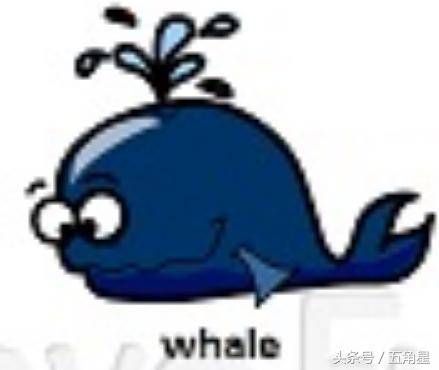 42个动物的英语单词！dolphin？lion？starfish？你都认识吗？