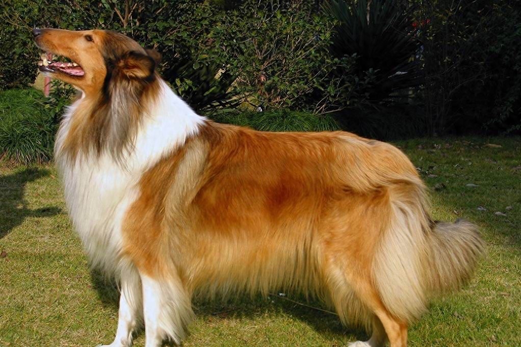 智商极高的牧羊犬最擅长的竟是赶羊,原因到底是什么