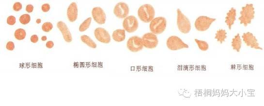 宝宝血色素低到什么程度算贫血，并需要干预治疗？