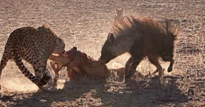 棕鬣狗到底什么来路?竟这样抢夺豹群口中食物,勇气惊人!