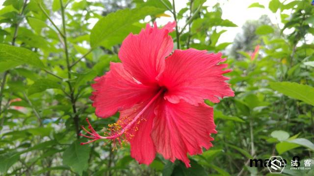 我心中的”魅族PRO 5mini“——魅族PRO 6深度体验