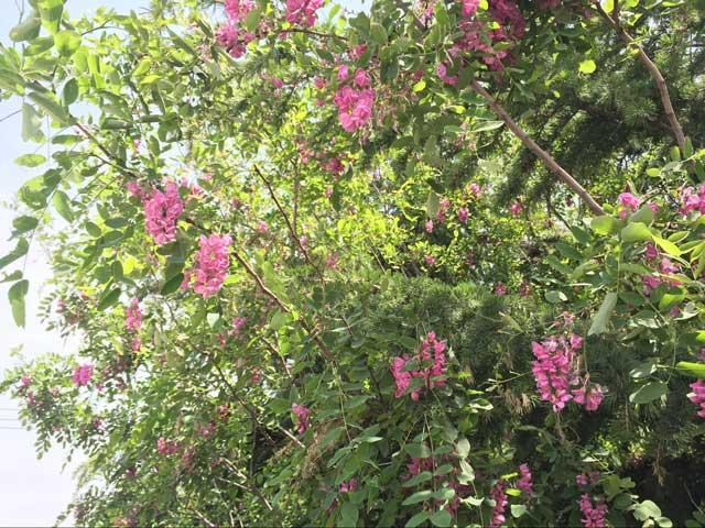 专家辟谣“紫色槐花有毒” 过敏体质不宜食用