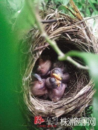 珍珠跳棋攻略（蓝色的鸟蛋你见过吗玻璃跳棋大小就像珍珠一样）