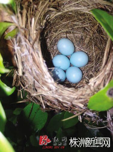 蓝色的鸟蛋你见过吗？玻璃跳棋大小,就像珍珠一样