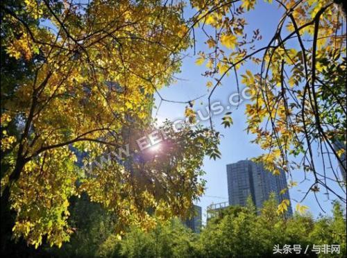 双节送手机，OPPO R11s、vivo x20、iPhone X……选什么好