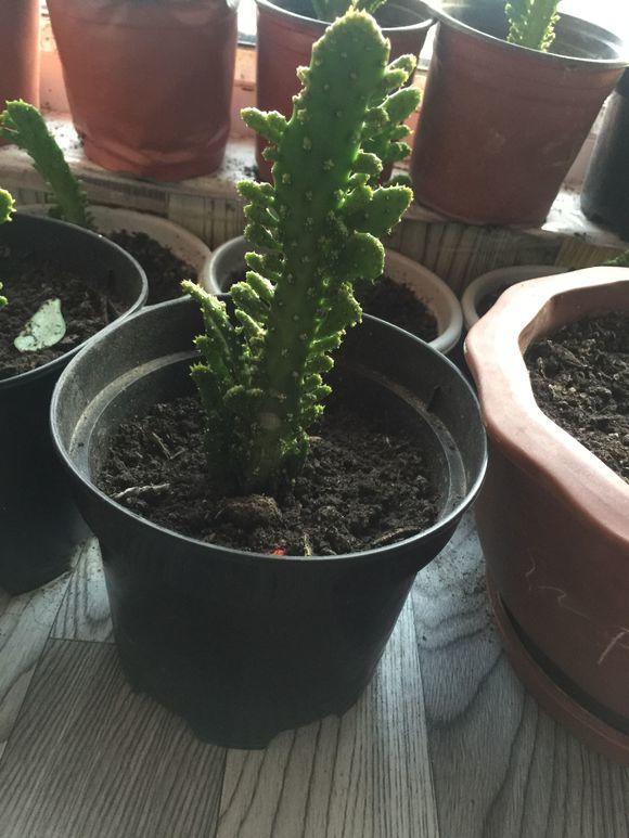 养了10年的仙人掌终于开花了，今年刚学的养护方法真管用！