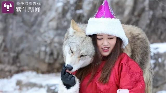 洛克王国冰晶狼崽鉴定（紫牛故事与狼共舞）