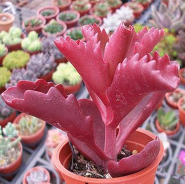 多肉朱莲怎么养（景天科多肉植物伽蓝菜属品种特点和养护管理）
