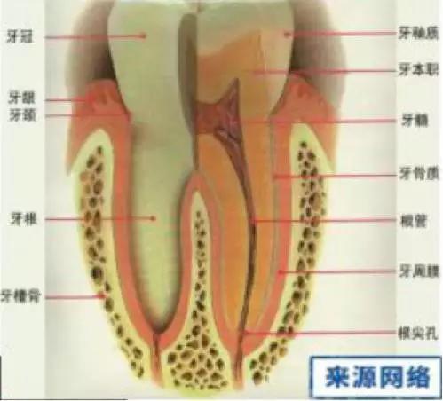 神经性牙疼怎么办（牙神经疼怎么办）