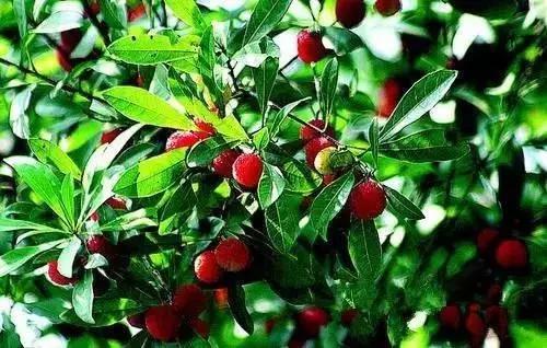 惠州人看过来！一条微信教你玩转“六一”