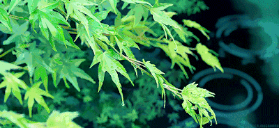 18首最美踏青古诗词 带你一起探春去！