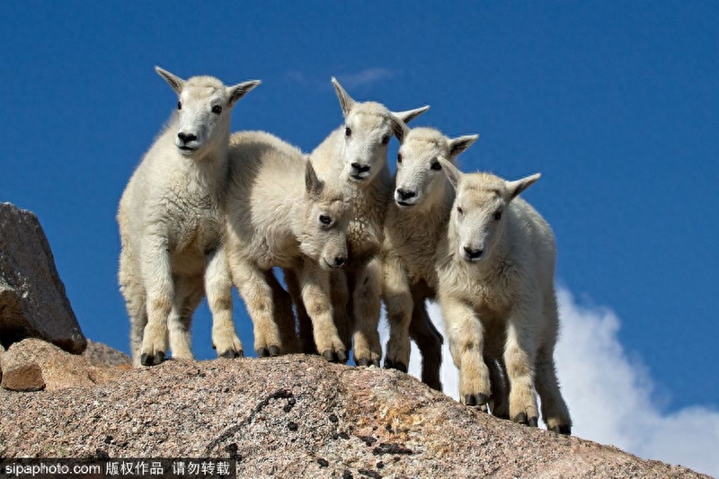 雷电交加:小山羊受惊挤作一团