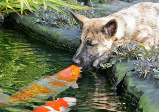别走,让我亲亲你~ 二哈的表情亮了
