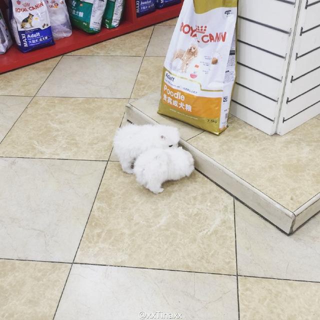 灏忚劯灏忓眮鑲℃帶锛屽搱澶氬埄绯诲崥缇庣姮