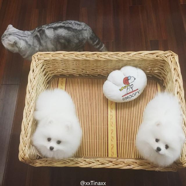 灏忚劯灏忓眮鑲℃帶锛屽搱澶氬埄绯诲崥缇庣姮