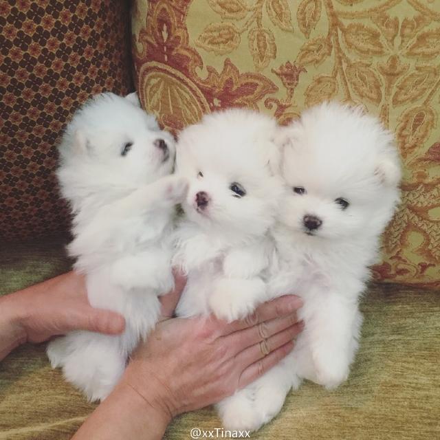 灏忚劯灏忓眮鑲℃帶锛屽搱澶氬埄绯诲崥缇庣姮