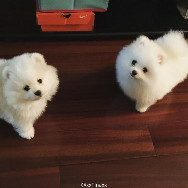 灏忚劯灏忓眮鑲℃帶锛屽搱澶氬埄绯诲崥缇庣姮