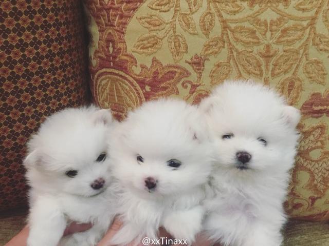 灏忚劯灏忓眮鑲℃帶锛屽搱澶氬埄绯诲崥缇庣姮