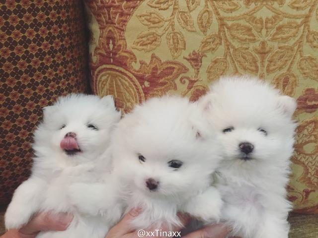 灏忚劯灏忓眮鑲℃帶锛屽搱澶氬埄绯诲崥缇庣姮