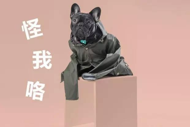 担心汪星人一不小心就走丢，让这个「人工智能」来拯救它吧