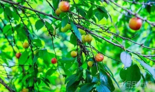 惠州人看过来!一条微信教你玩转“六一”