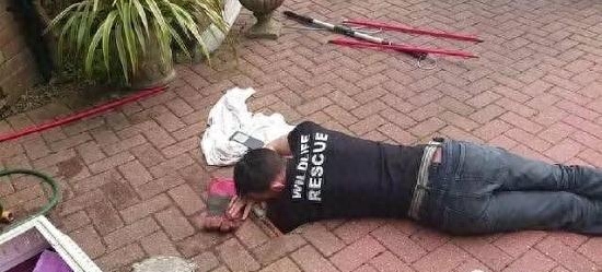 狐狸到底有多聪明,从它是怎样救自己孩子的就能看出来