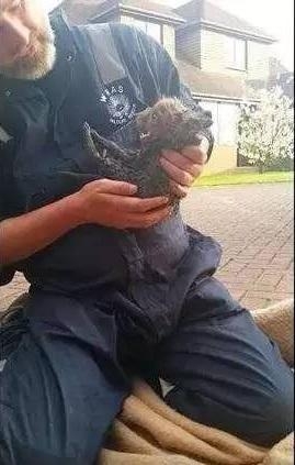 狐狸到底有多聪明,从它是怎样救自己孩子的就能看出来