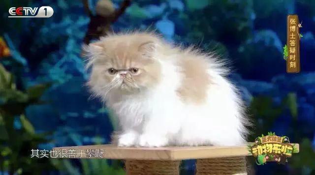 动物来啦丨大熊猫的尾巴是黑是白？这些问题你能答几分？