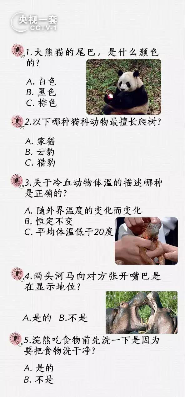 动物来啦丨大熊猫的尾巴是黑是白？这些问题你能答几分？