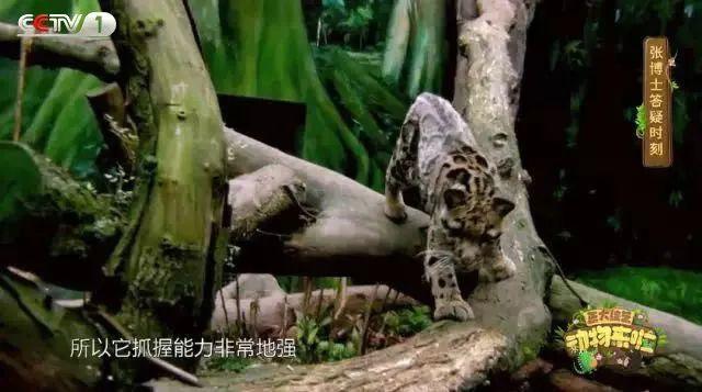 动物来啦丨大熊猫的尾巴是黑是白？这些问题你能答几分？