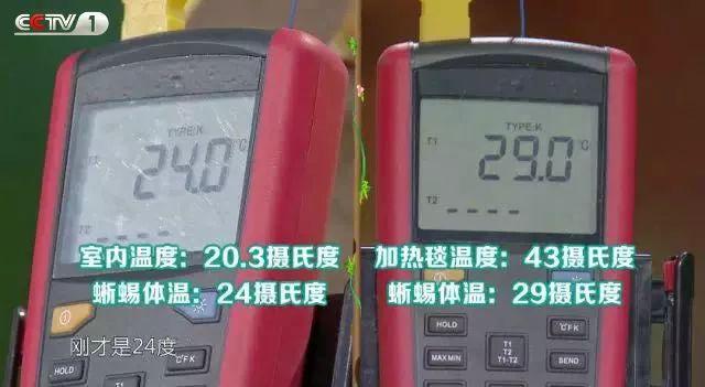动物来啦丨大熊猫的尾巴是黑是白？这些问题你能答几分？