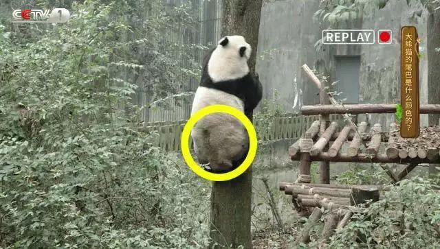 动物来啦丨大熊猫的尾巴是黑是白？这些问题你能答几分？