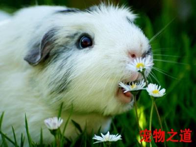兔子不吃窝边草是什么原因（兔子不吃窝边草的N种原因）