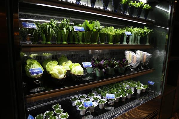 花胶低血压可以吃吗 2026年花胶低血压可以吃吗百度百科