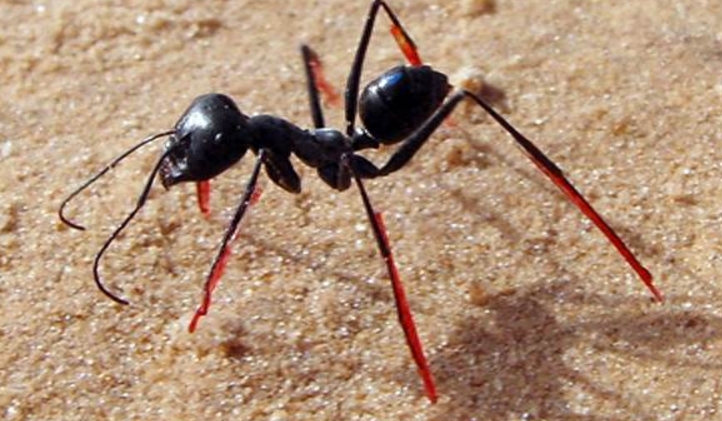 原以为所有的蚂蚁都是寻气味回家,想不到沙漠的蚂蚁竟然是这样的