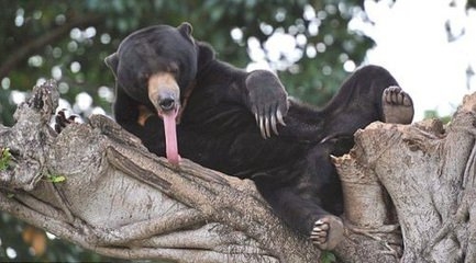 两千年前“长舌动物”神秘地画寓意着什么,是图腾还是真实存在?