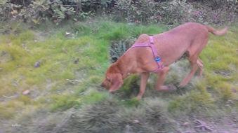 普罗特家族的专属猎犬