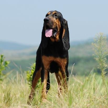 普罗特猎犬的生活习性（普罗特家族的专属猎犬）