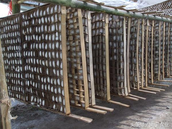 优良簇具提质增效 正确使用有技巧