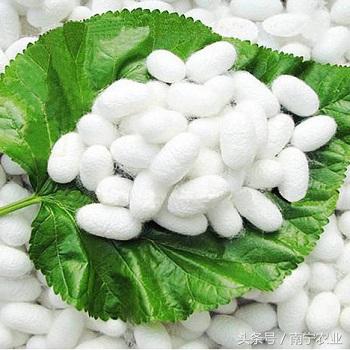 优良簇具提质增效 正确使用有技巧