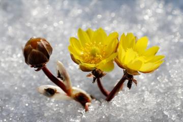 长在冰雪上的花，虽然有小毒，却是强心、镇静的良药