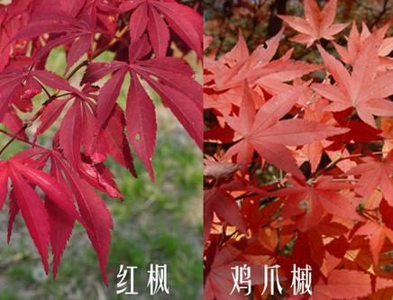 鸡爪槭和红枫长一样么？很多人都误解了它们