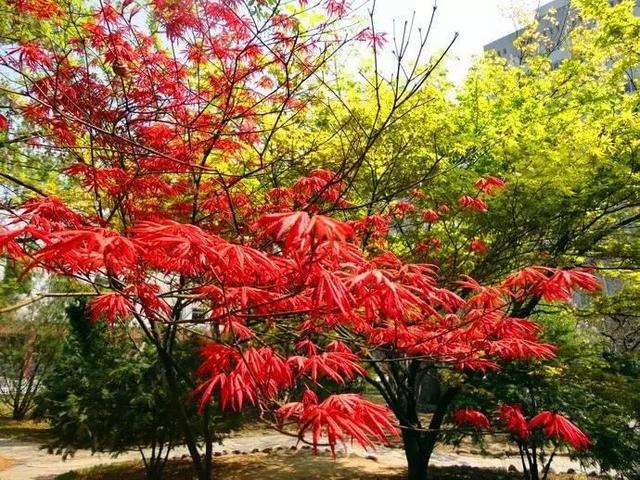 鸡爪槭和红枫长一样么？很多人都误解了它们