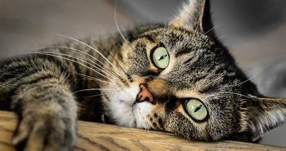 猜猜这些忧郁的猫都在想什么