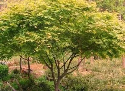 鸡爪槭和红枫长一样么？很多人都误解了它们