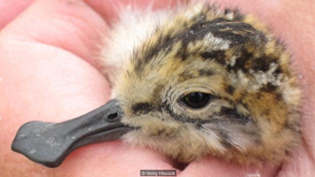 男子野外得到几枚奇怪的蛋,研究过后才发现藏了这么多秘密