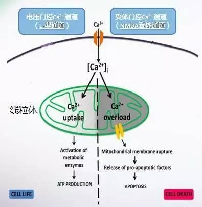 舒之所至，目之所及——阿法舒全国研讨会热点分享