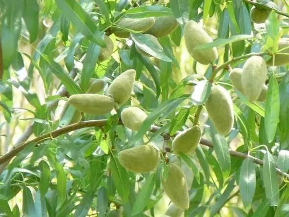 餐桌物种日历 |  7月6日 扁桃